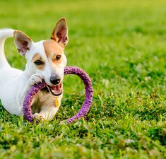Adorable dog chewing toy lying down on green grass