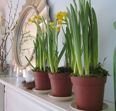 Generic Room Greenery